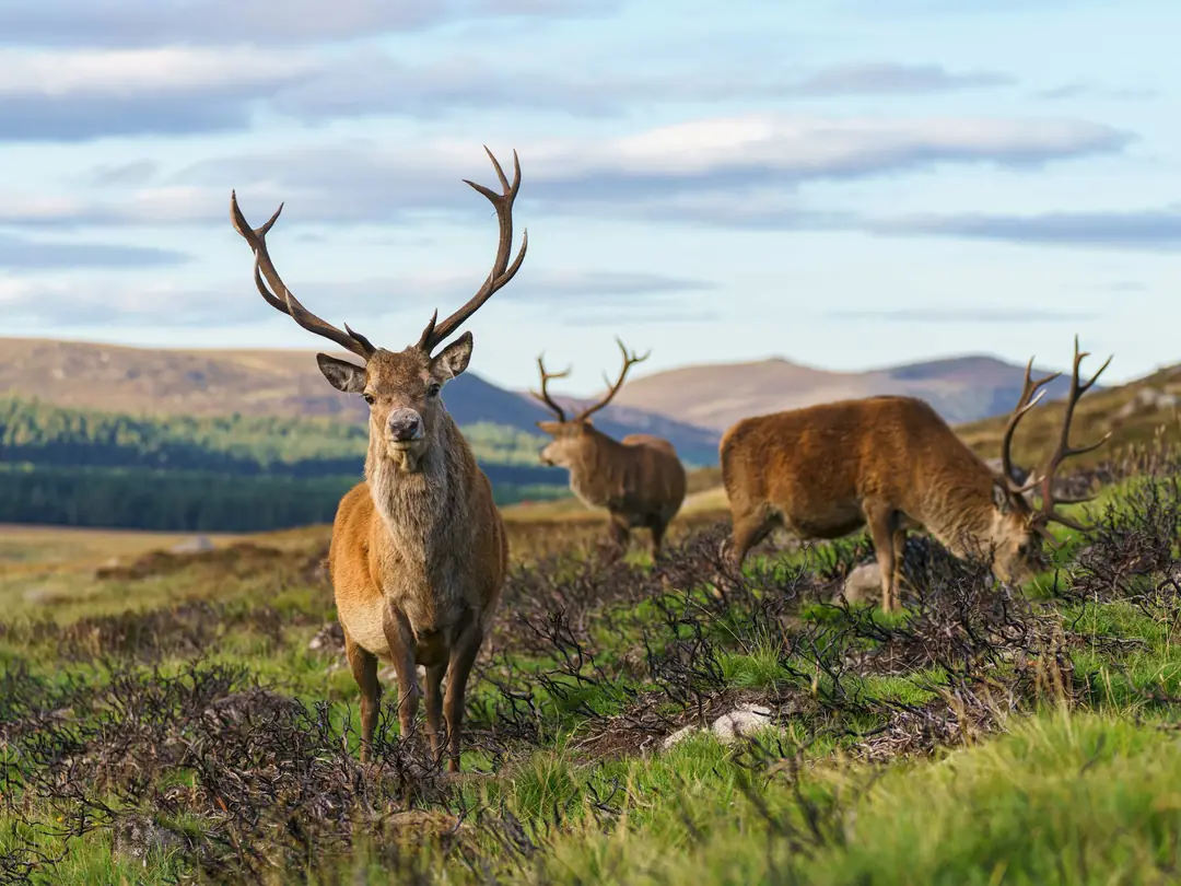 Red deer stags on heather moor near Loch Muick in Deeside