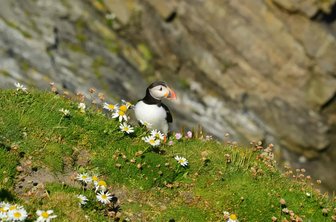 A puffin on a steep grassy slope among sea campion in Shetland