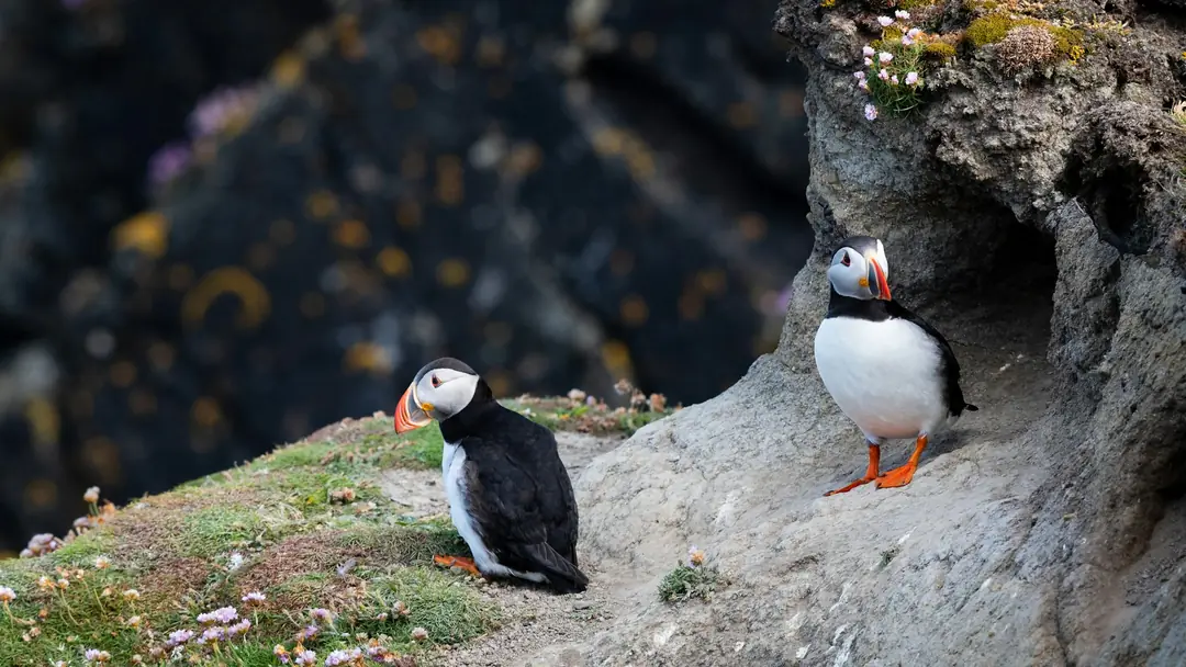 Two puffins at a burrow entrance on a Shetland cliff ledge